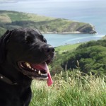 Pets - Part of the Family